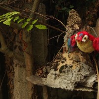 OLYMPUS DIGITAL CAMERA