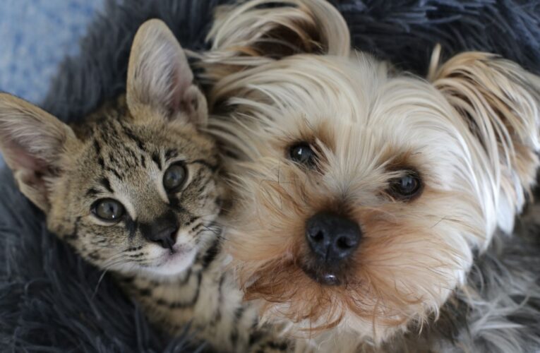 Chiaro Pensiero Comune